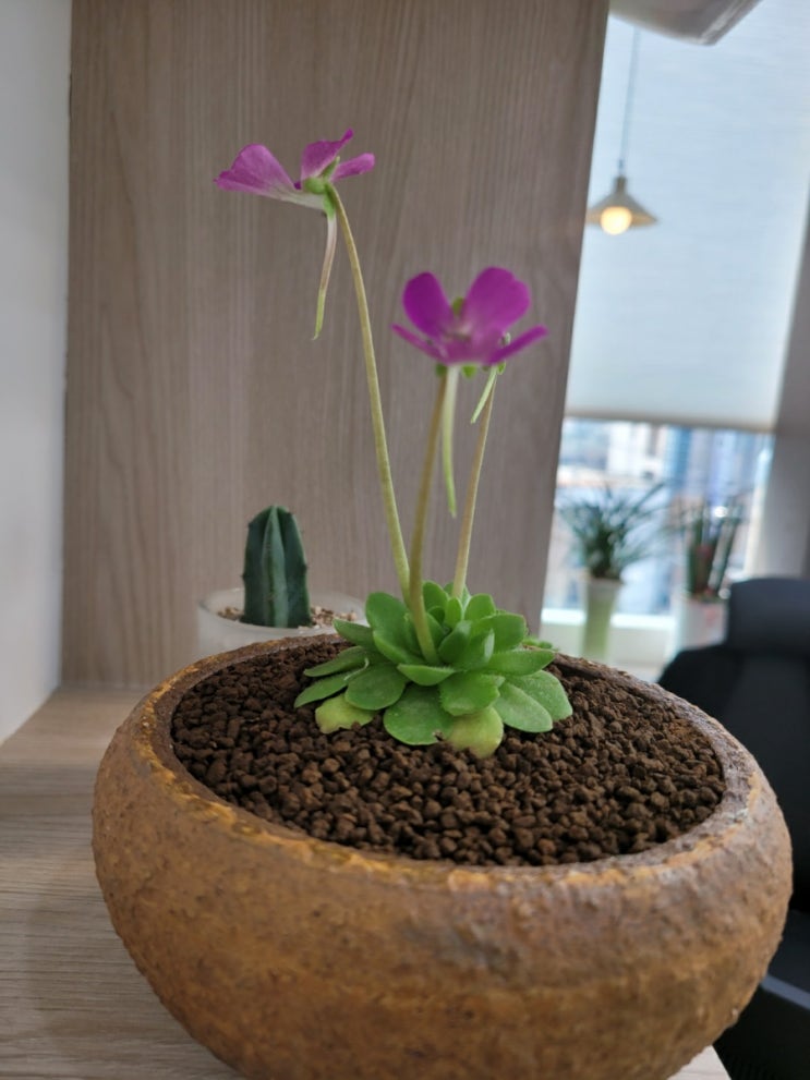  한의원에 봄이 왔어요.