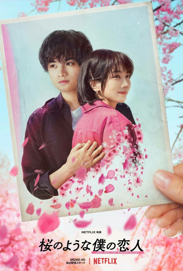 넷플릭스, 영화 '벚꽃 같은 나의 연인 (Love Like Falling Petals)', 일본, 2022 넷플릭스, 영화 '벚꽃 같은 나의 연인 (Love Like Falling Petals)', 일본, 2022