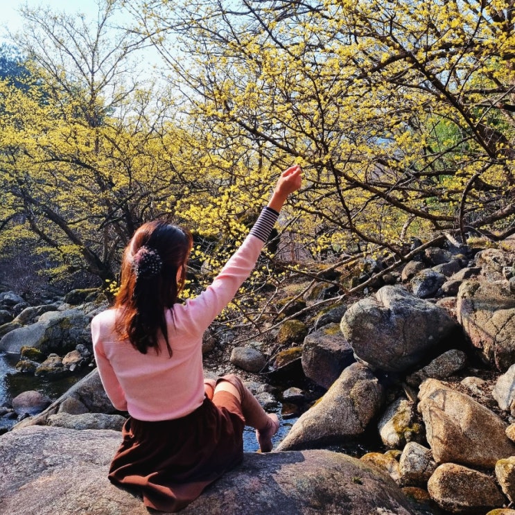  전남 꽃구경 명소 구례 산수유마을 축제 주차 상위마을 각시계곡 산수유사랑공원