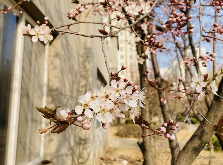 220325 봄이 왔어요 / 산수유 자엽자두꽃 / 꽃들에게 희망을 220325 봄이 왔어요 / 산수유 자엽자두꽃 / 꽃들에게 희망을