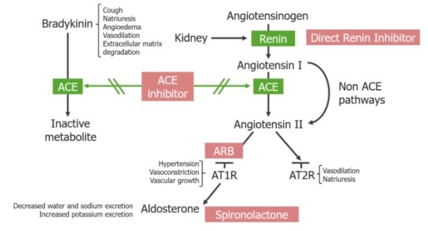 ACE 억제제 (ACEi / ACE inhibitors) - 항고혈압제(antihypertensive drugs) : 네이버 블로그