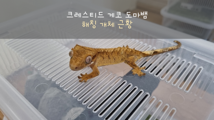  크레스티드 게코 도마뱀 해칭 개체 근황