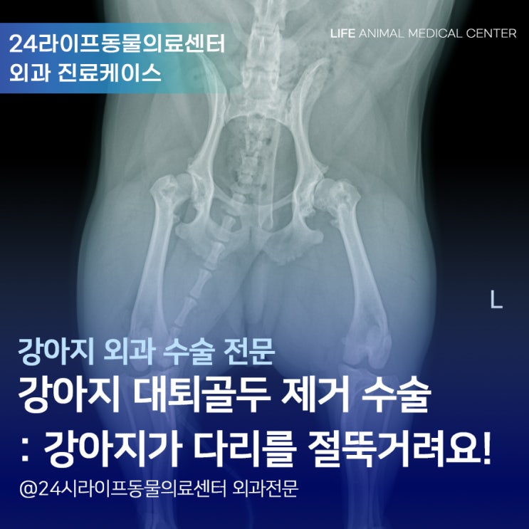 대구 강아지 대퇴골두 제거 수술 : 강아지가 다리를 절뚝 거려요! 라이프동물의료센터 외과 수술 케이스