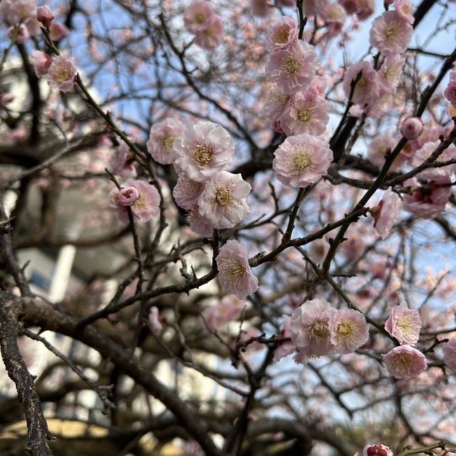 화사한 꽃들이 찾아온 봄 전남대학교 운암동 중외공원 꽃 구경한 일상