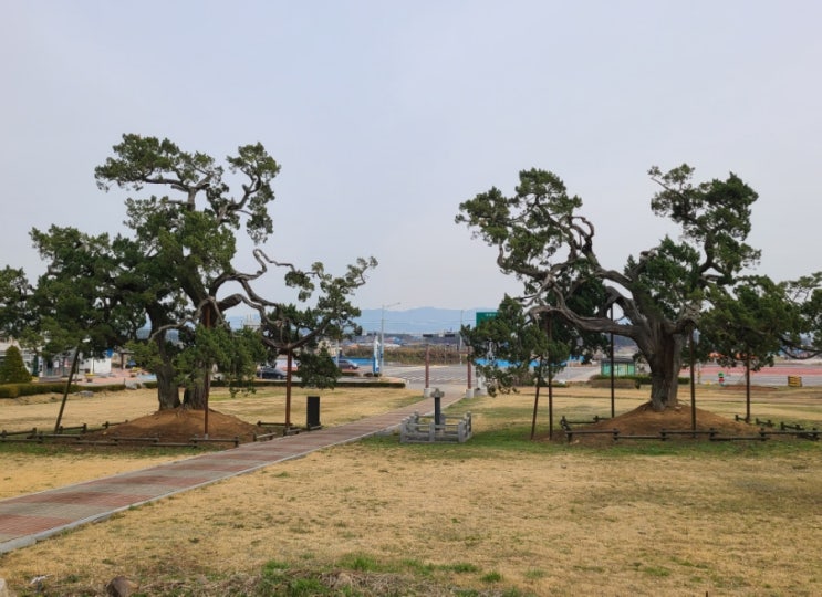 서산 가볼만한 곳, 서산 송곡서원 향나무(천연기념물)