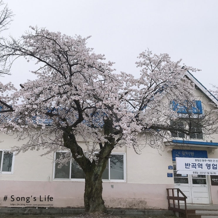 2022 원주 벚꽃 개화시기 및 명소(반곡역, 원주천)