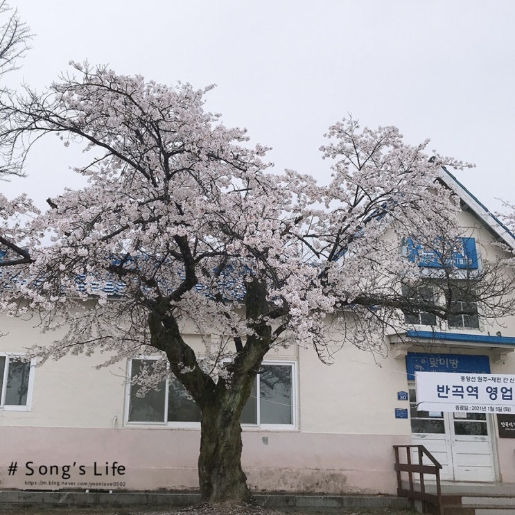  2022 원주 벚꽃 개화시기 및 명소(반곡역, 원주천)