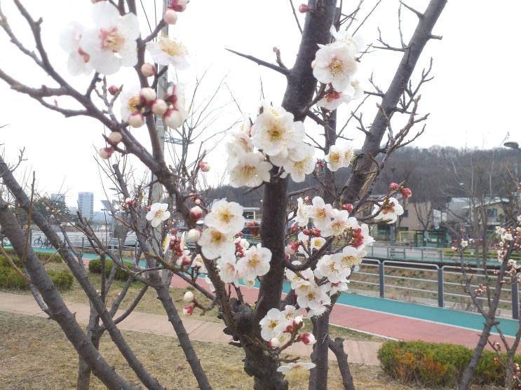  수변 공원의 매화