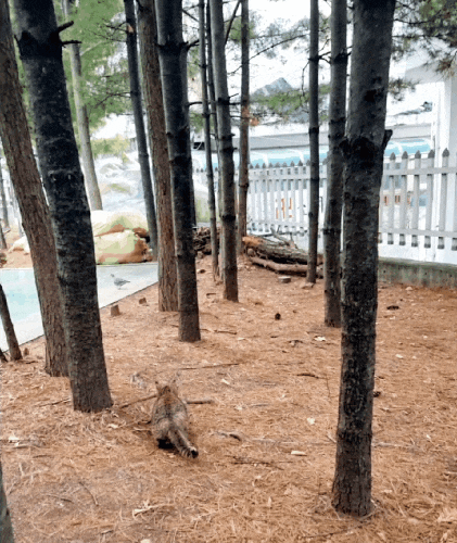  고양이 꼬리가 살랑살랑, 사냥 나선 카오스