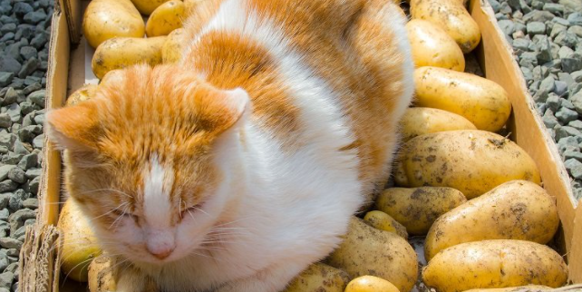 고양이 감자 먹어도 되나요? 안전하게 급여하는 방법은?