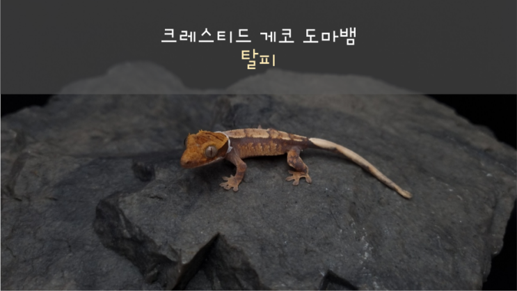  크레스티드 게코 도마뱀의 탈피