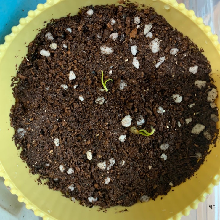  페페론치노 키우기-01