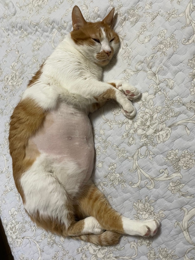 익산중국어] 고양이 코인 타보자~!!! : 네이버 블로그