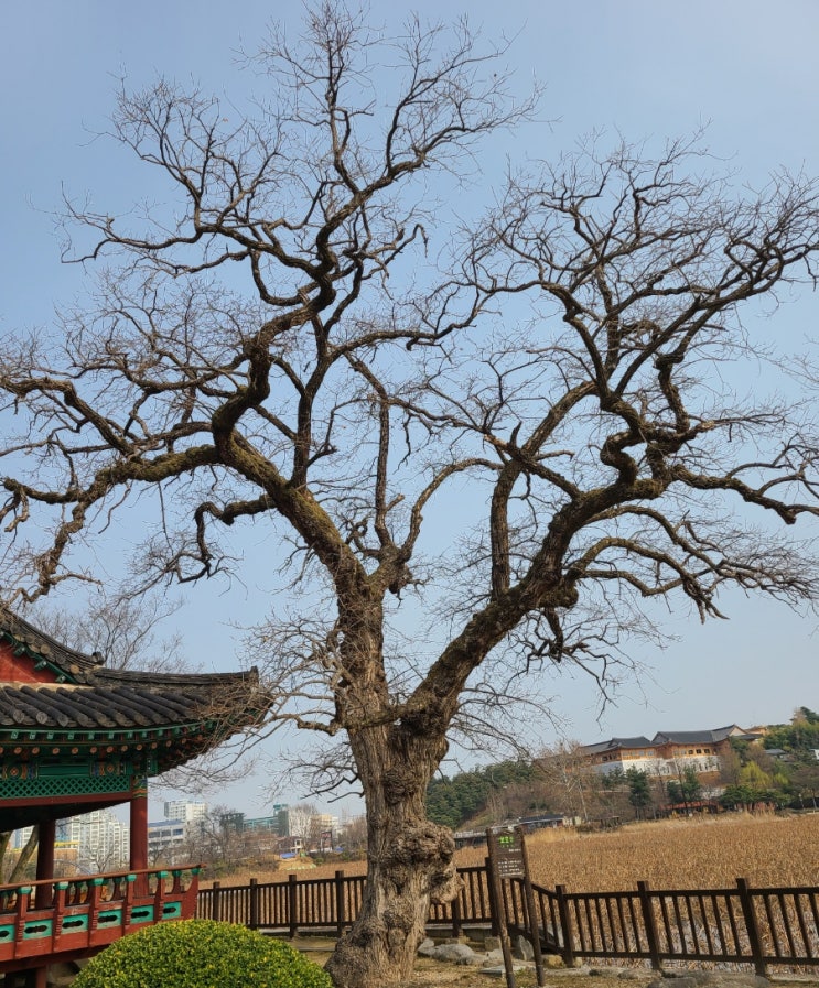  전주 여행, 전주 덕진공원 왕버들(보호수) 탐방