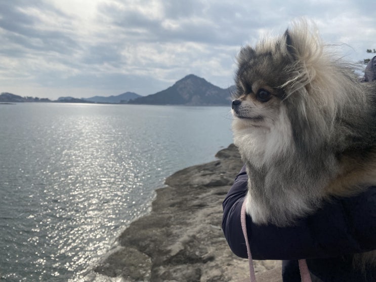  고군산군도에서 꾸꾸와 산책