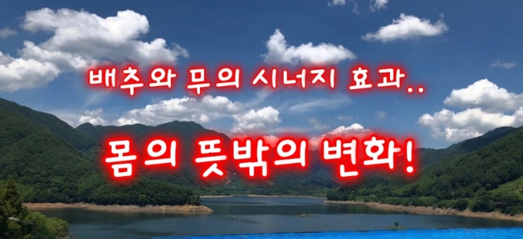 배추와 무의 시너지 효과.. 몸의 뜻밖의 변화! 배추와 무의 시너지 효과.. 몸의 뜻밖의 변화!