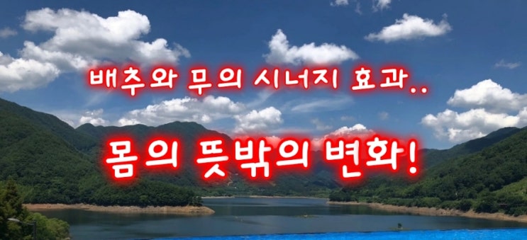 배추와 무의 시너지 효과.. 몸의 뜻밖의 변화!