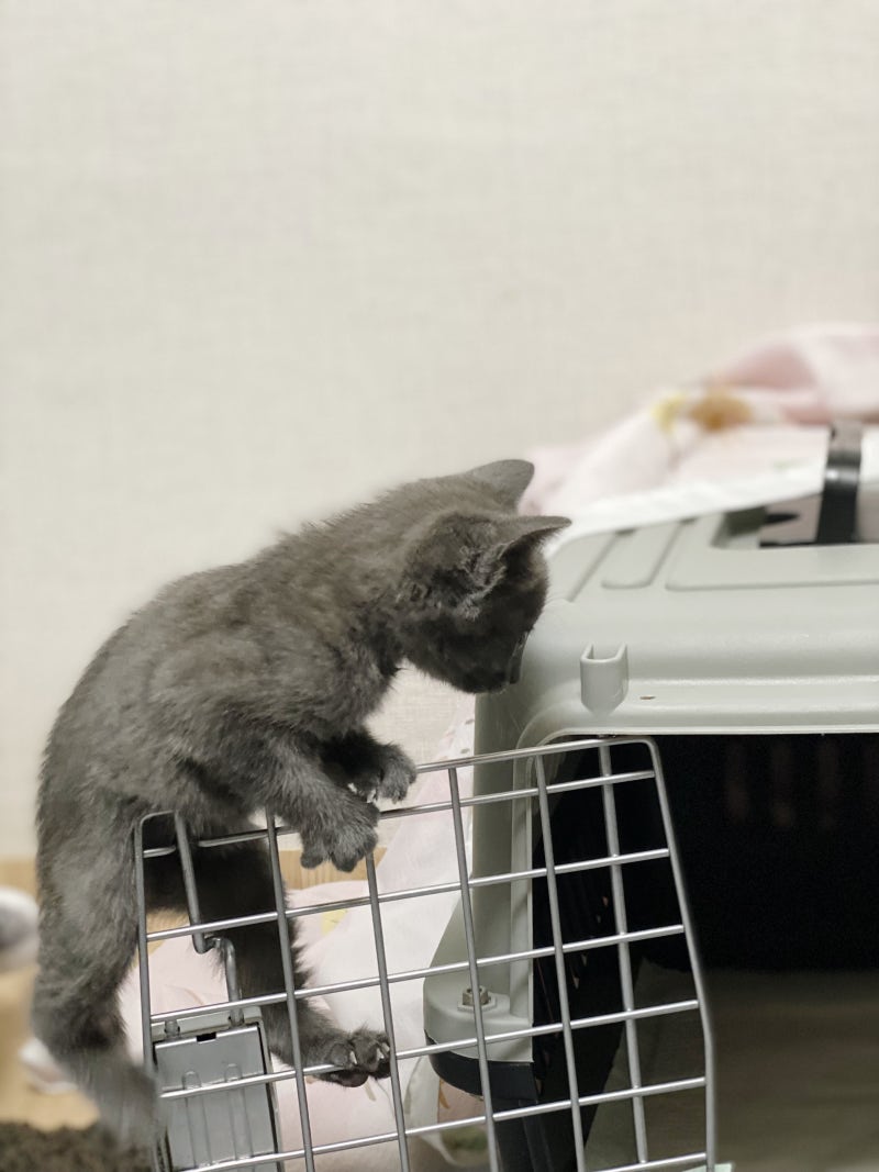 고양이일기]#24.아메일기-고양이랑 살면 해야 하는것들 : 네이버 블로그, image size:800x1067