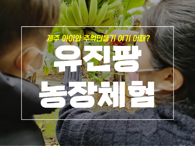  제주 유진팡 열대농장체험 아이와 바나나 따기 어때요?