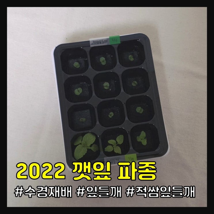  2022 깻잎 키우기 (재파종)