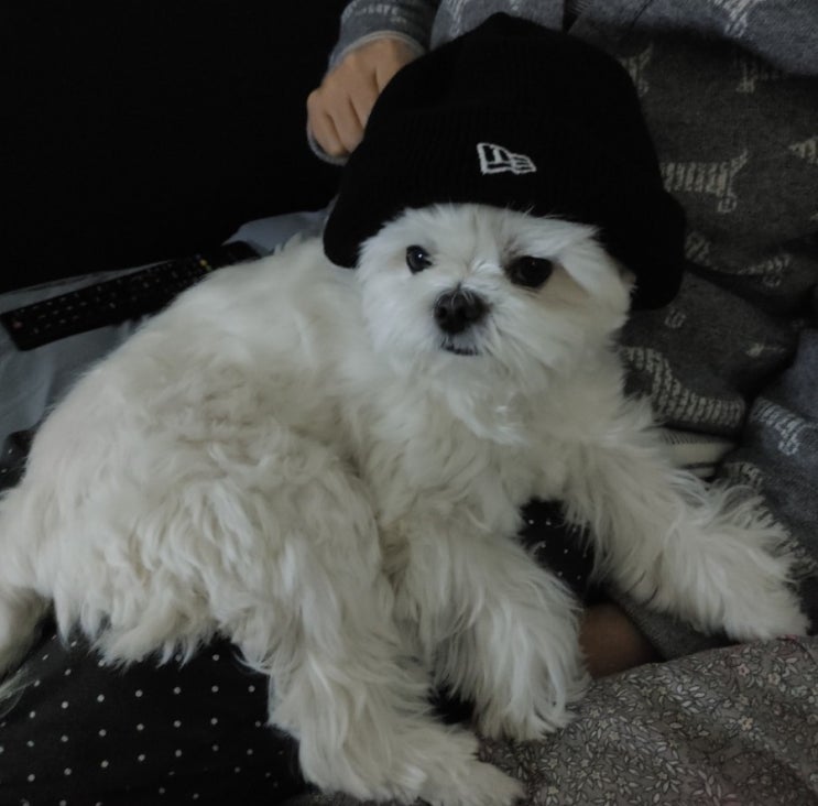  NFT 홀더 90%가 모르는 프로젝트, 귀여우면 성공하나요? My Fat Babiz (마이 펫 바비즈)