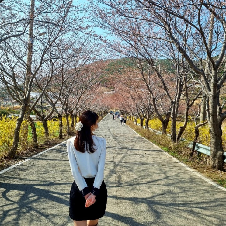 전남 여수 벚꽃명소 리스트 승월마을 중앙여고 선소유적지