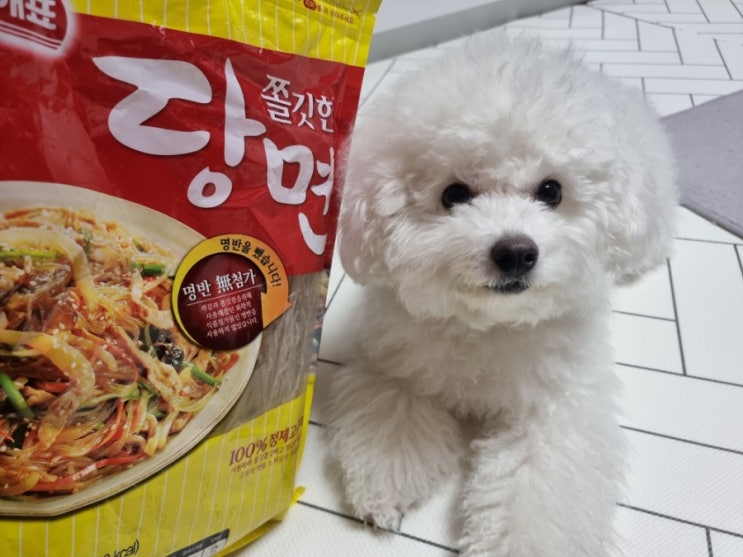  강아지 당면 먹어도 될까요?