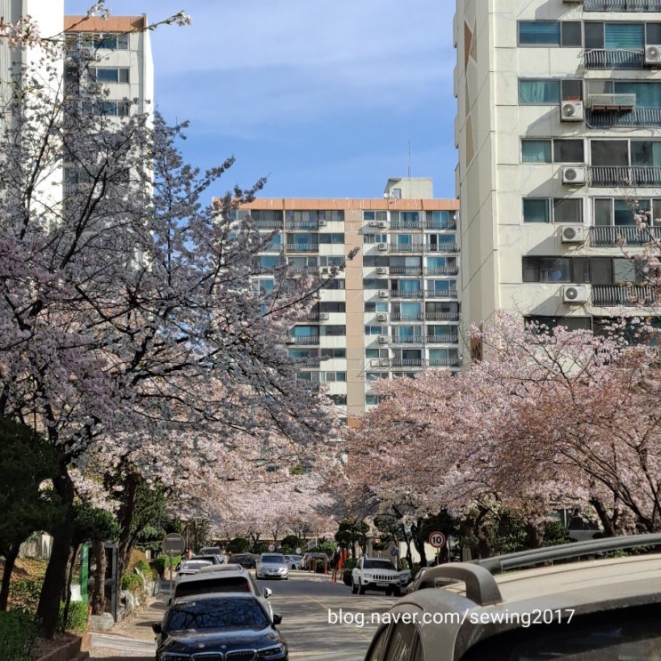  벚꽃 축제 안가도 될 정도. 우리동네 벚꽃 명소