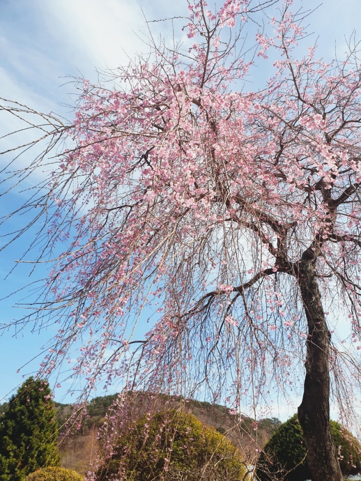 벚꽃 구경 봄이 왔다