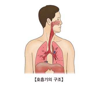 [폐]폐의 구조와 기능, 폐 관련 질환과 식단