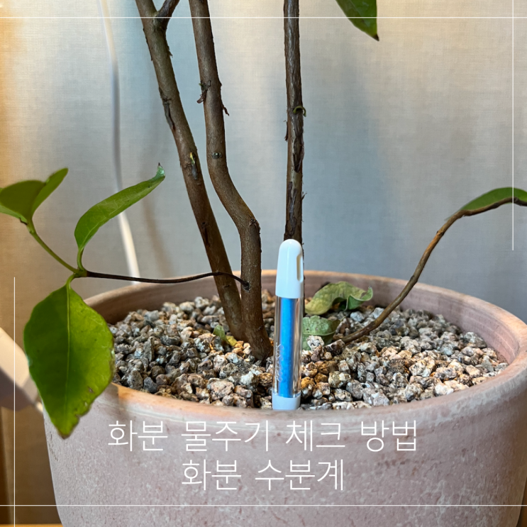  화분 물주기 체크 방법 feat. 화분 수분계