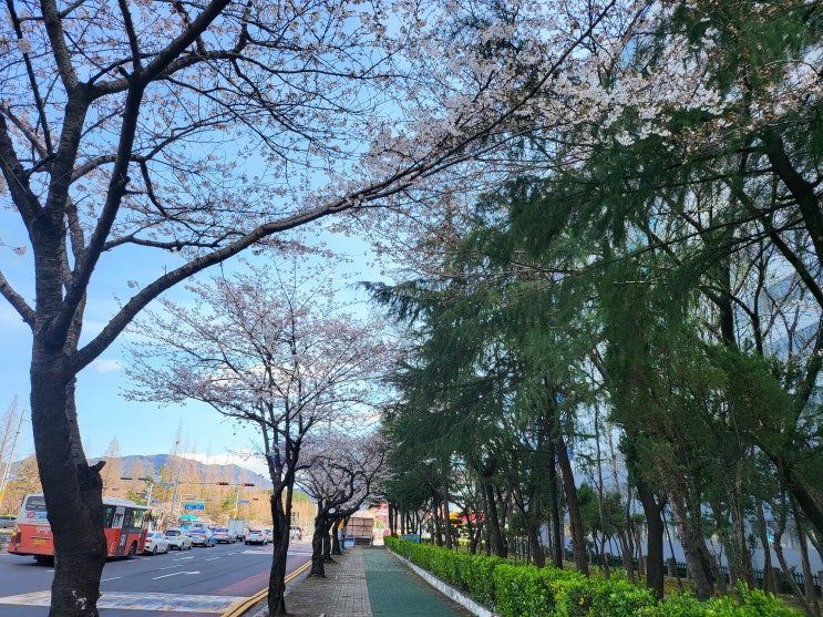 벚꽃