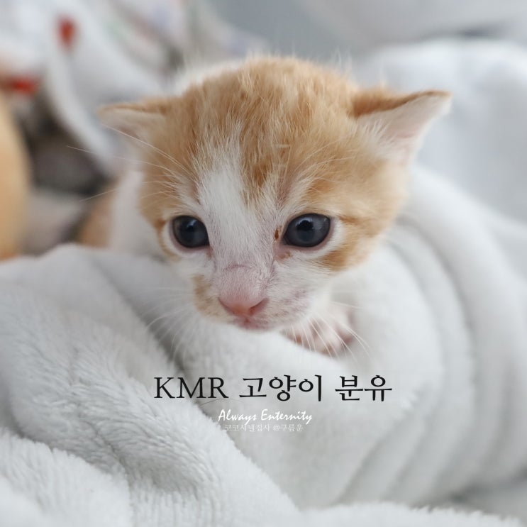  아기 고양이 밥? KMR 분유 타는 법 (생후 3주 차)