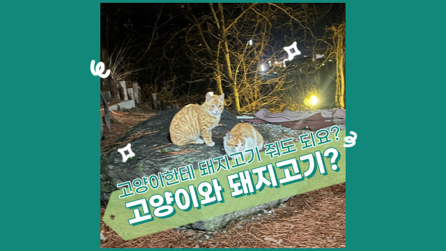  고양이에게 삼겹살, 돼지고기 먹여도 될까? 주의점과 급여 방법.