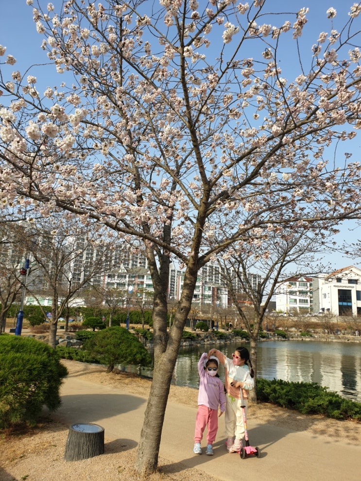 우로지 호수 공원 벚꽃이 피었네요_ 대구 근교 영천 산책