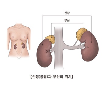  [신장]신장의 구조와 기능, 신장 관련 질환과 식단