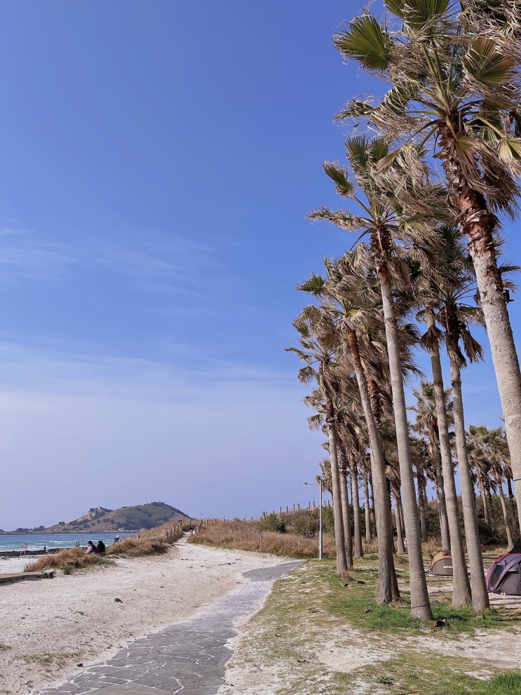 제주 애월 사진명소 금능해수욕장야영장, 상가리야자숲, 한담해변 유채꽃