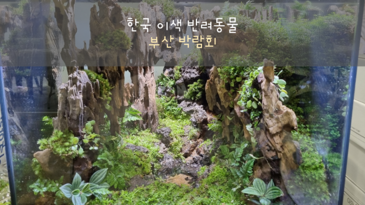  한국이색반려동물 박람회 다녀왔어요(기타 용품,장식편)