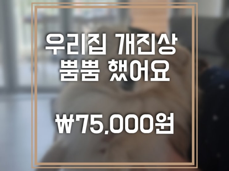 보라동 애견미용실 "뿜뿜" 75,000원