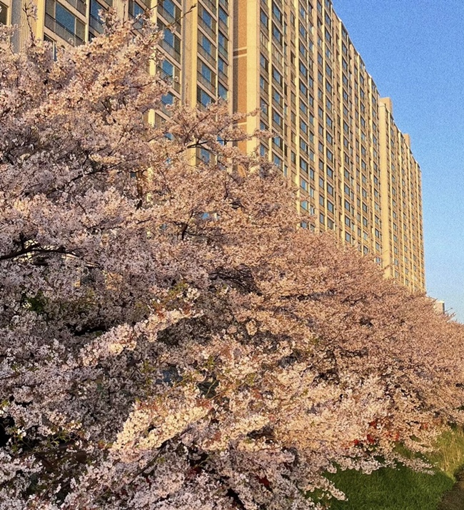  2022년 벚꽃