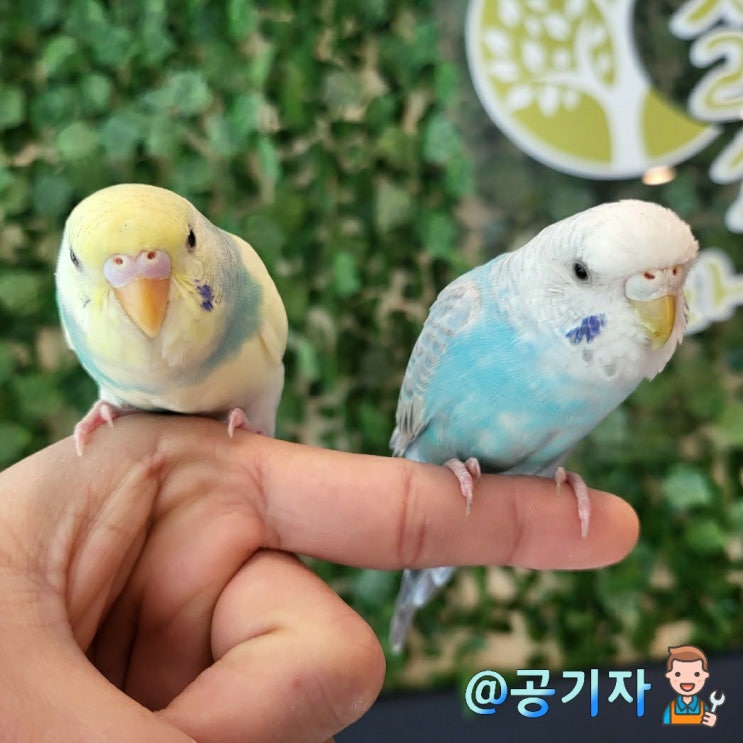  애교많은 앵무새와 소통할수 있는 파주데이트코스 리프패럿