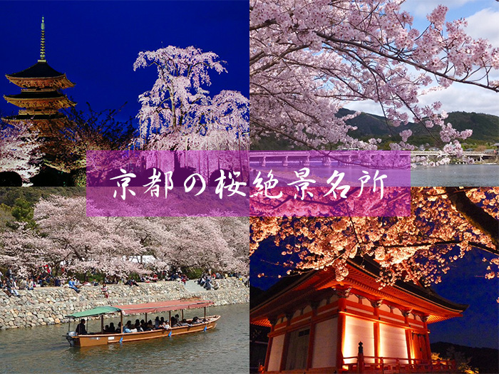 [랜선 타고 일본여행] 교토 벚꽃(京都の桜) 만개(満開) 그리고 절경 명소들