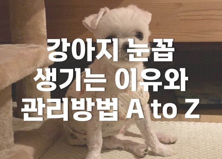  강아지 눈꼽 어떻게 관리해야 할까요?