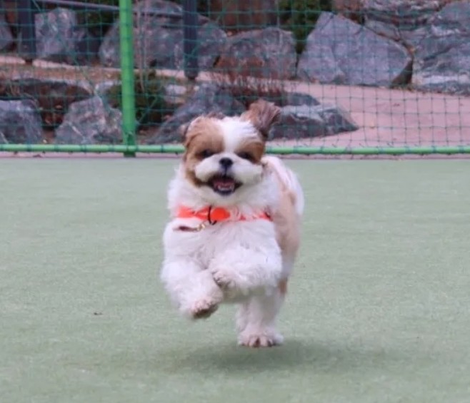 강아지 면역력, 기력회복에 좋은 음식 10가지