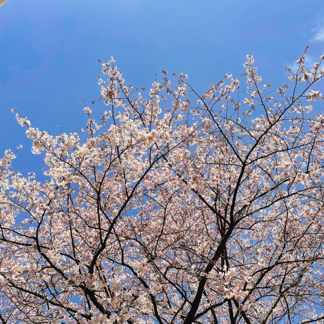 부산 용두산공원 벚꽃구경 하고왔어요! (2022 개화시기 첨부)