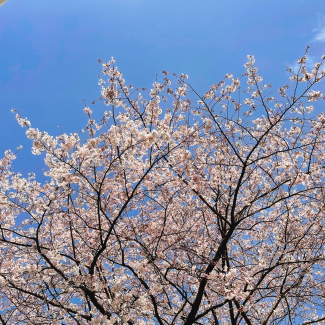  부산 용두산공원 벚꽃구경 하고왔어요! (2022 개화시기 첨부)