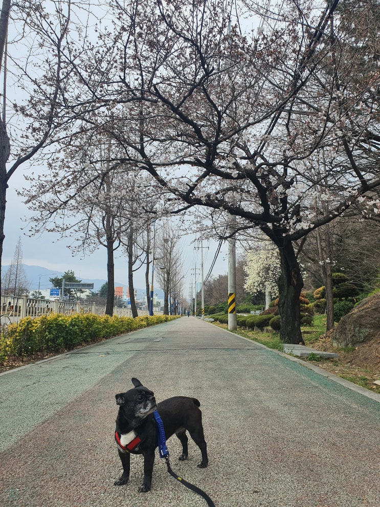  집앞 산책 길에 가득 핀 꽃들