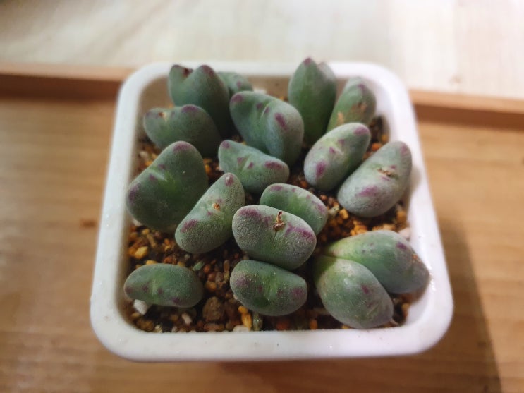  코노피튬 차우바니에 도라지 까기를 아세요?