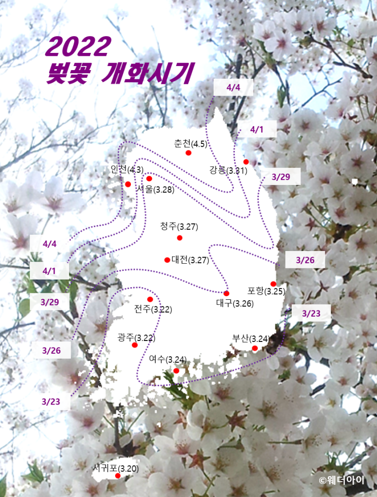  [정보] 2022년 벚꽃 개화 예상시기 #벚꽃 구경가는 시기 #벚꽃 만개시기