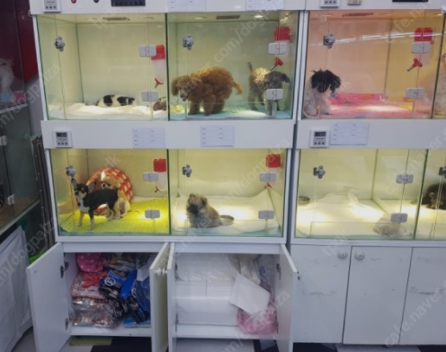  반려동물 데려온 경로 다 의무고시하면 좋겠음. 펫샵충 거르게 / 가정분양 가짜 보호소분양도 꺼져